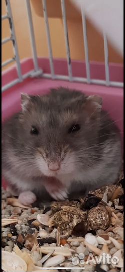 Джунгарский хомяк