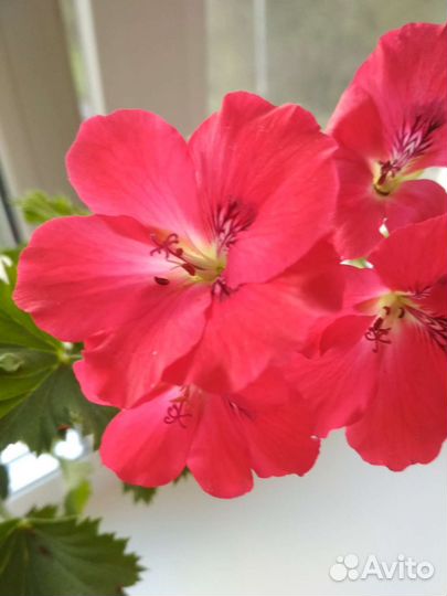 Королевская пеларгония