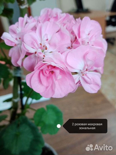Пеларгония бедно-розового цвета махровая