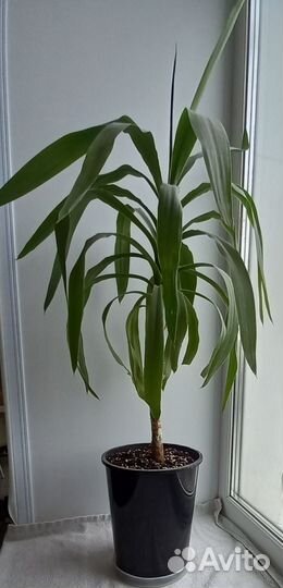 Пальма юкка