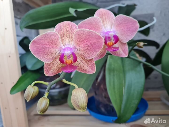 Орхидея фаленопсис Beaumont и Мария Тереза