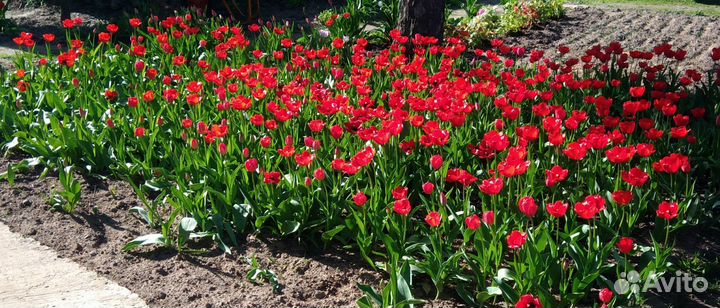 Луковицы тюльпанов