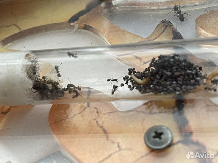 Messor structor(Полевые жнецы)