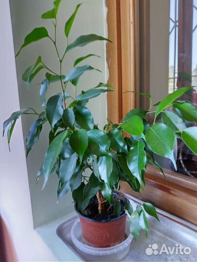 Фикус бенджамина