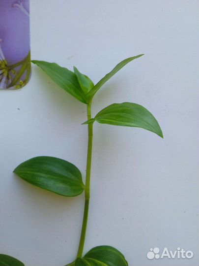 Традесканции разных сортов