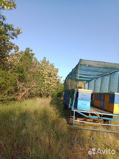 Пасека с пчёлами