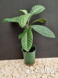 Саженцы мучмулы