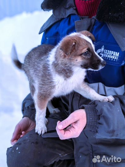 Щенок для дома охрана