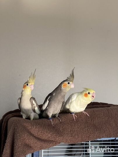 Ручные птенцы кореллы