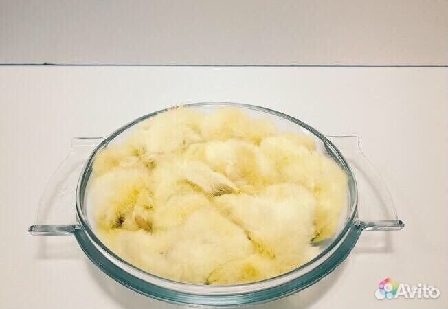 Цыплята суточные на корм животным и другие продукт