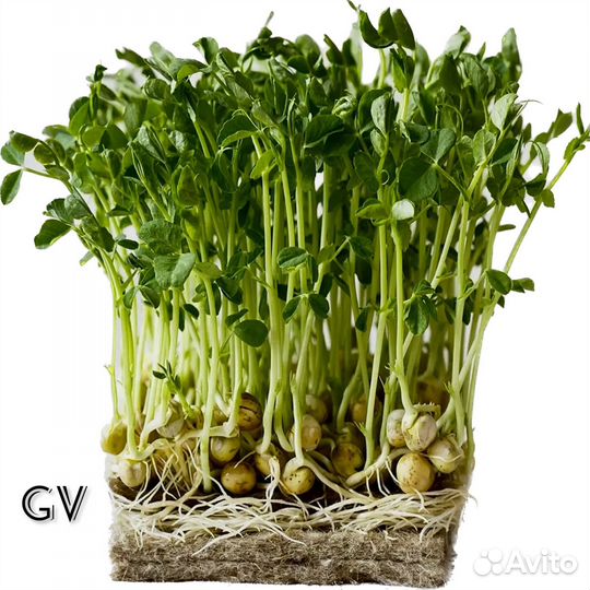 Микрозелень 