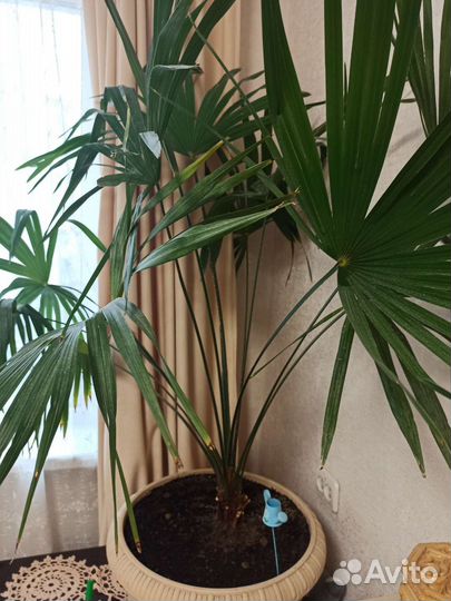 Пальма веерная