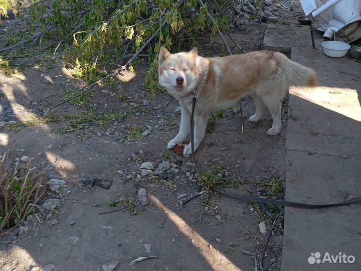 Собаки
