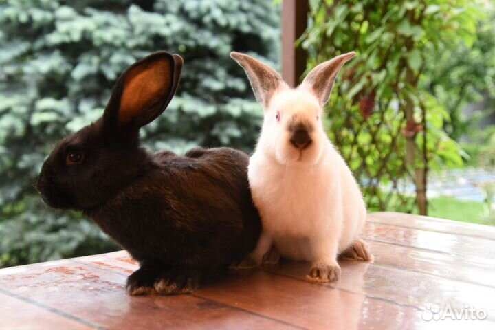 Кролики полтавское серебро и Калифорнийцы