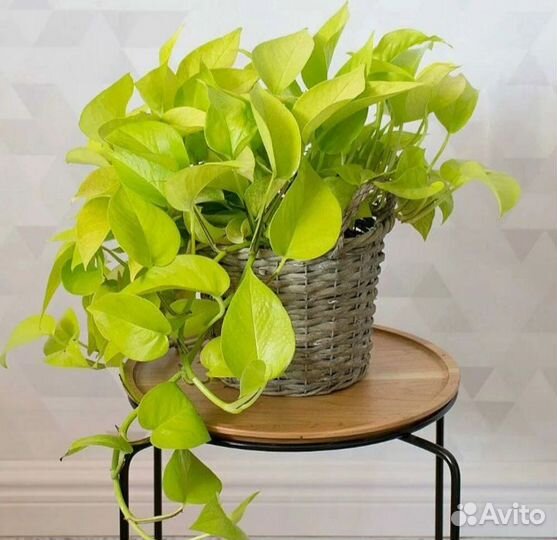 Сциндапсус