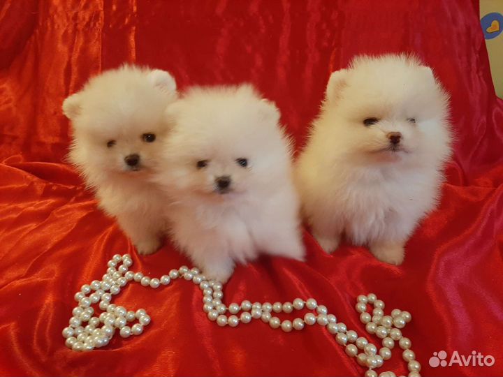 Шпицы померанцы мишки всех цветов