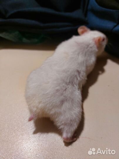 Хомячок девочка сирийская