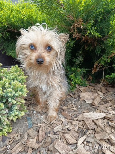 Йорк девочка