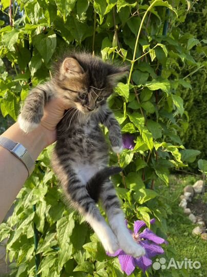 Очаровательный мальчишка ищет дом