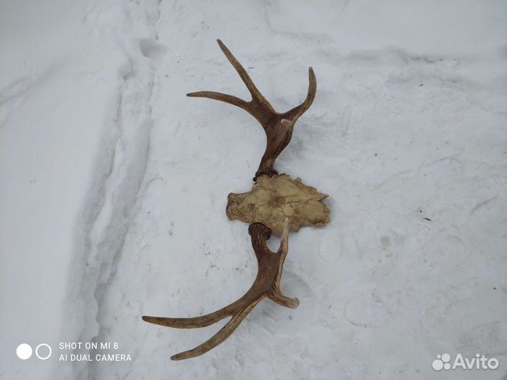 Продам рога лося