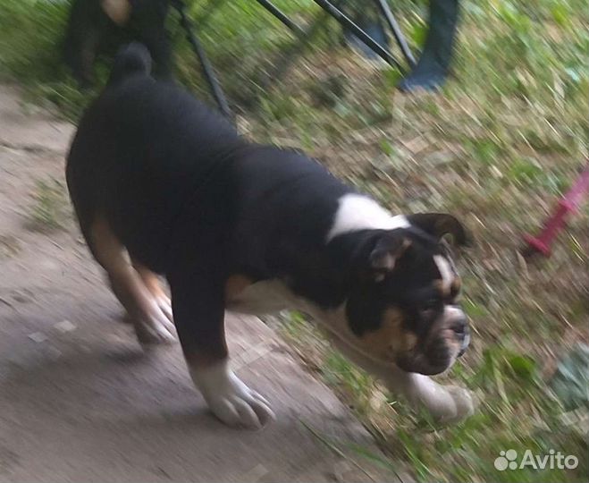 Английские плюшки