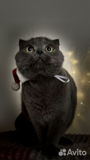 Съемка животных на память или на пристройство