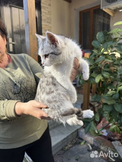 Отдам в добрые руки котенка мальчик