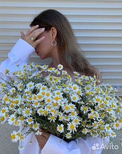 Ромашки Пионы Розы Доставка