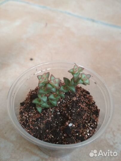 Суккуленты разные