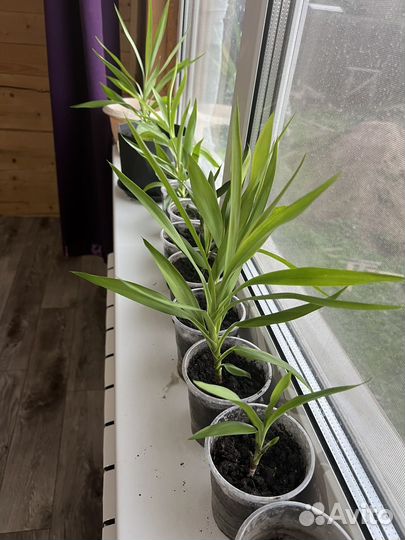 Комнатные цветы драцена