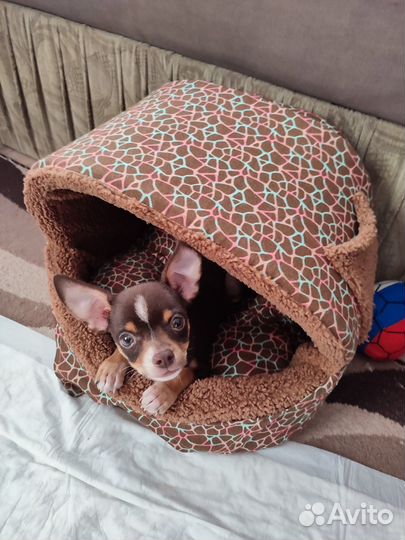 Той-терьер мини щенок