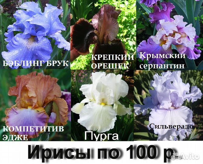 Ирисы бородатые