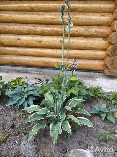 Хоста Yellow river