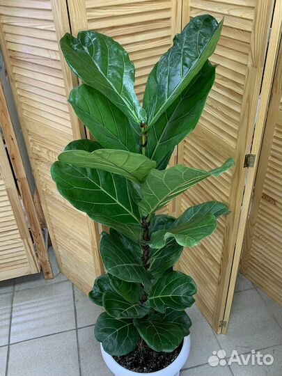 Фикус Лирата 160 см