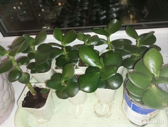 Денежное дерево толстянка крассула