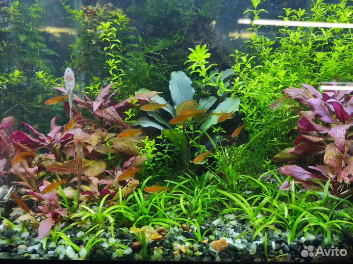 Запуск и обслуживание аквариума