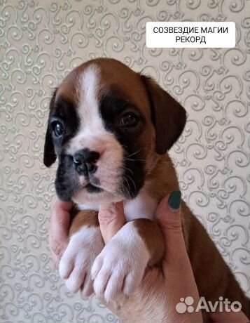 Щенки немецкого боксера