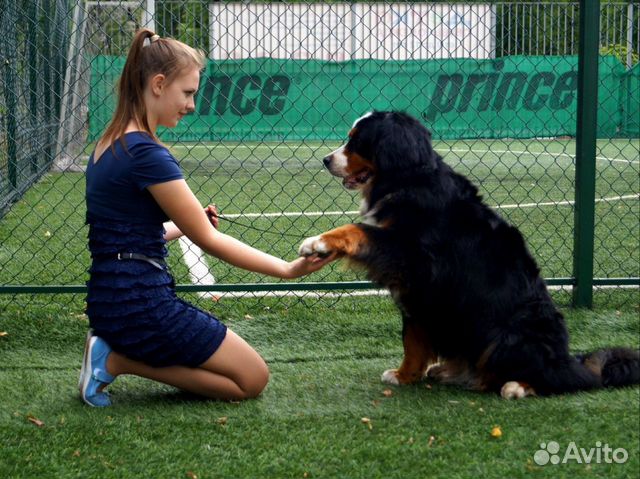 Дог-фитнес. Хендлер Санкт-Петербург