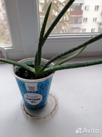 Комнатные растения