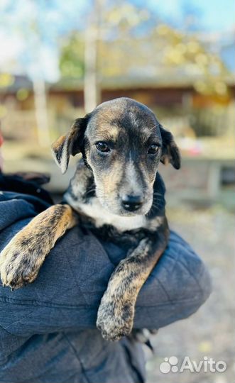 Щенки девочки