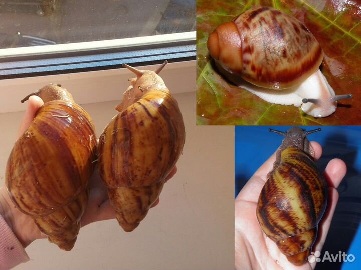 Улитки ахатины/архахатины+дом+корм