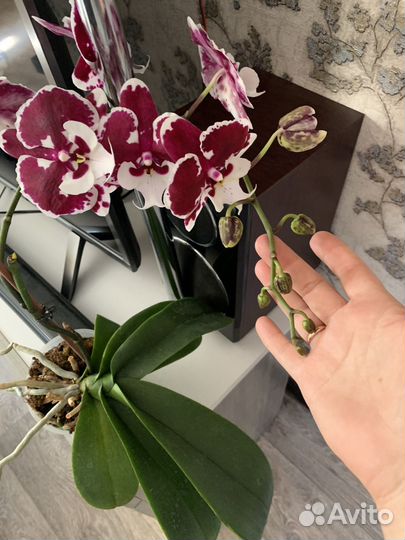 Орхидея фаленопсис Санта Клаус