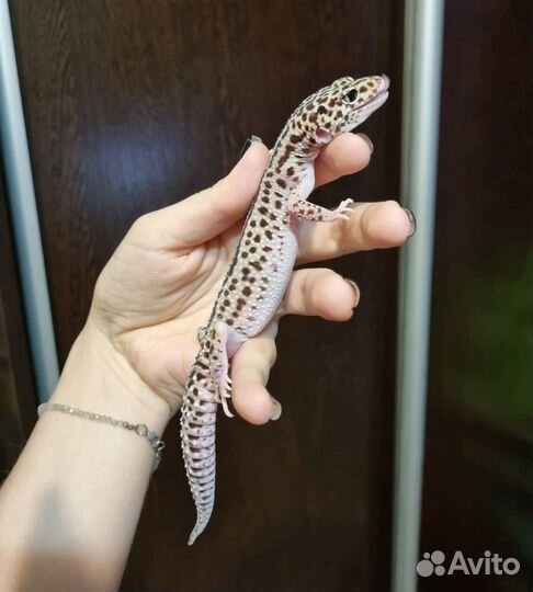 Эублефар Gem Snow Eclipse