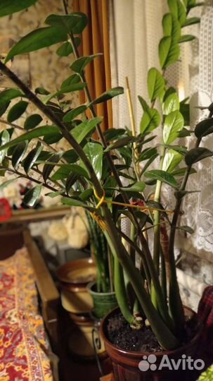 Замиокулькас