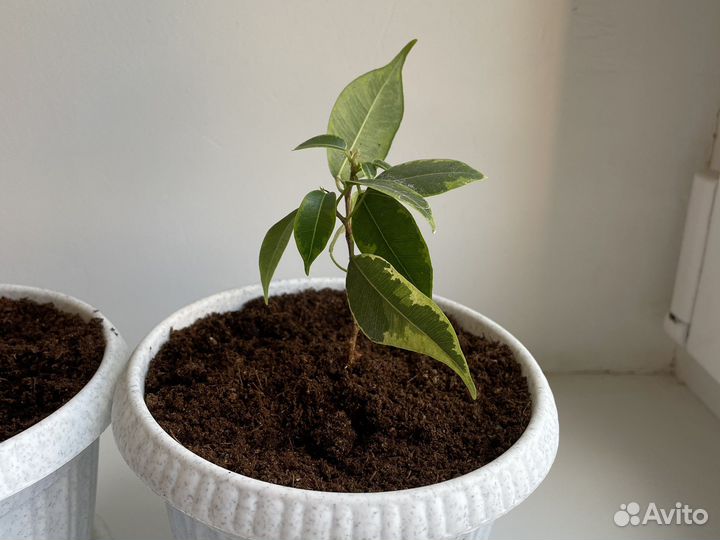 Фикус Бенджамина пестролистный