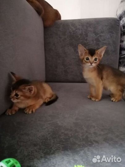 Абиссинские котята