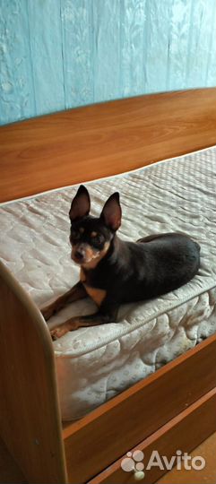 Маленькая собака в добрые руки бесплатно