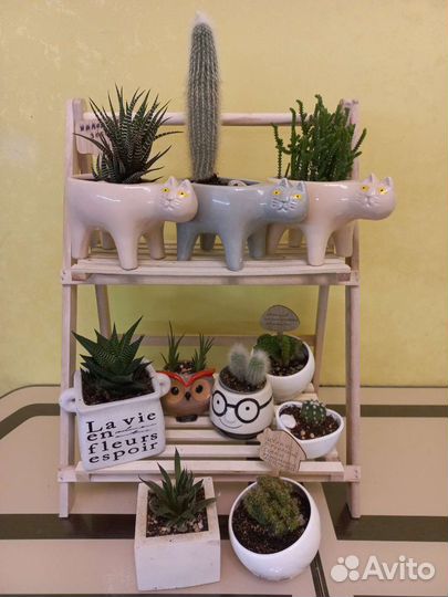 Кактусы и суккуленты