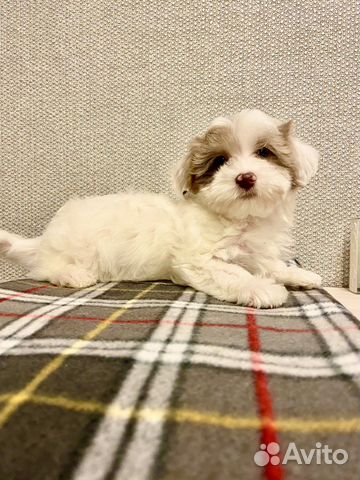 Мальтипу изабелловая голубые глазки