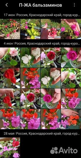 Комнатные растения разные